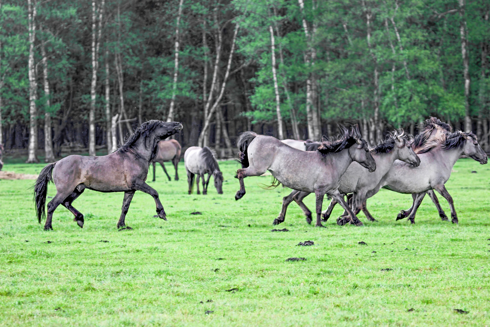 Dülmener Wildpferde