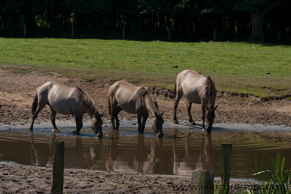 Dülmener Wildpferde (5)