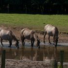 Dülmener Wildpferde (5)