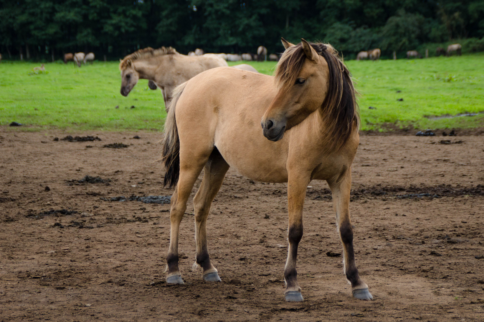 Dülmener Wildpferde