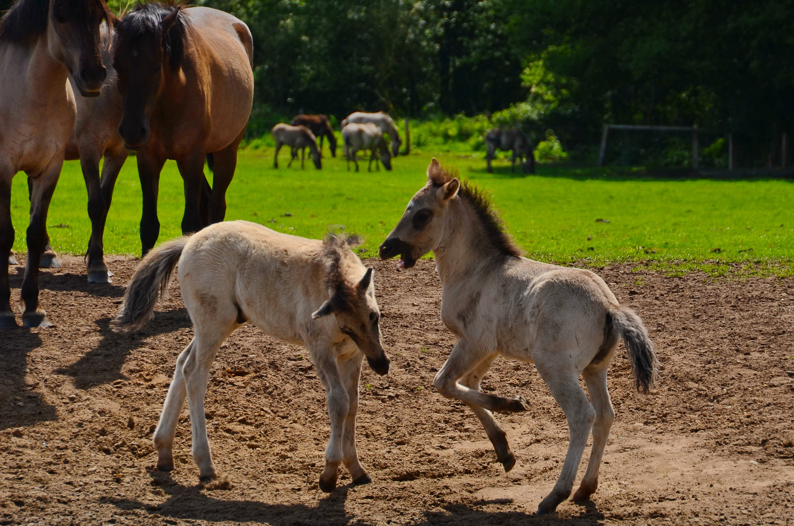 Dülmener Wildpferde 6