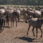 Dülmener Wildpferde (7)