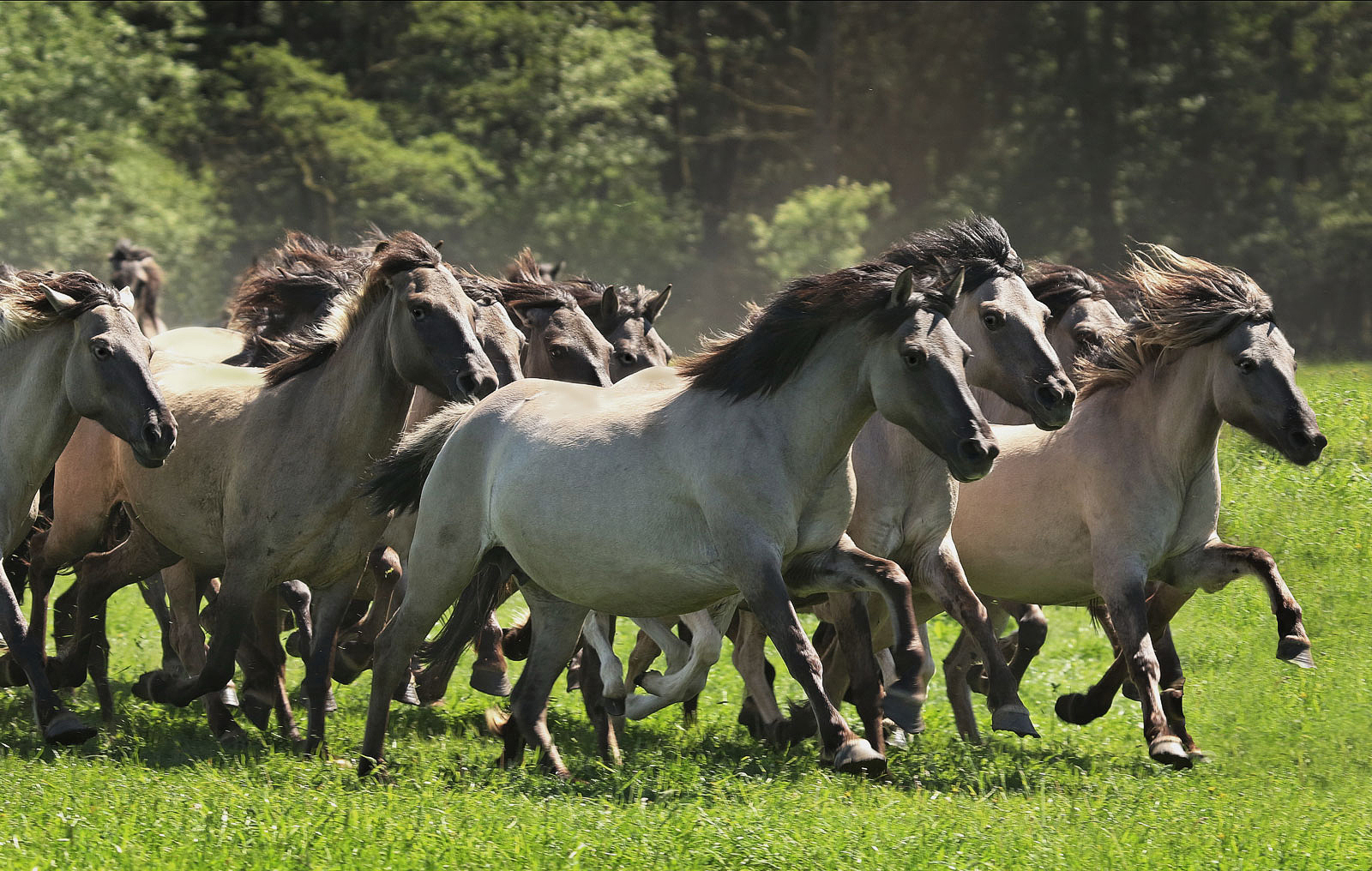 Dülmener Wildpferde 