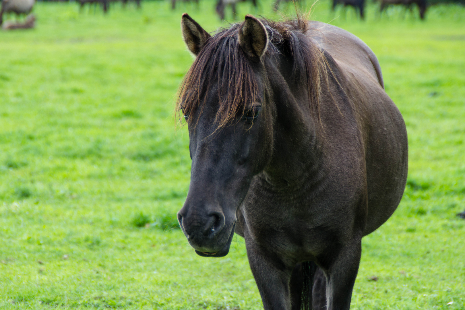 Dülmener Wildpferde