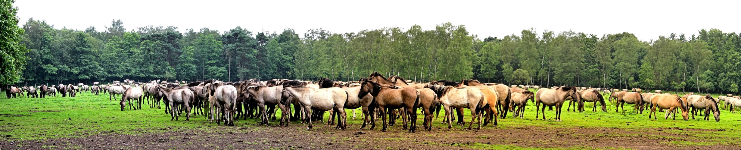 Dülmener Wildpferde