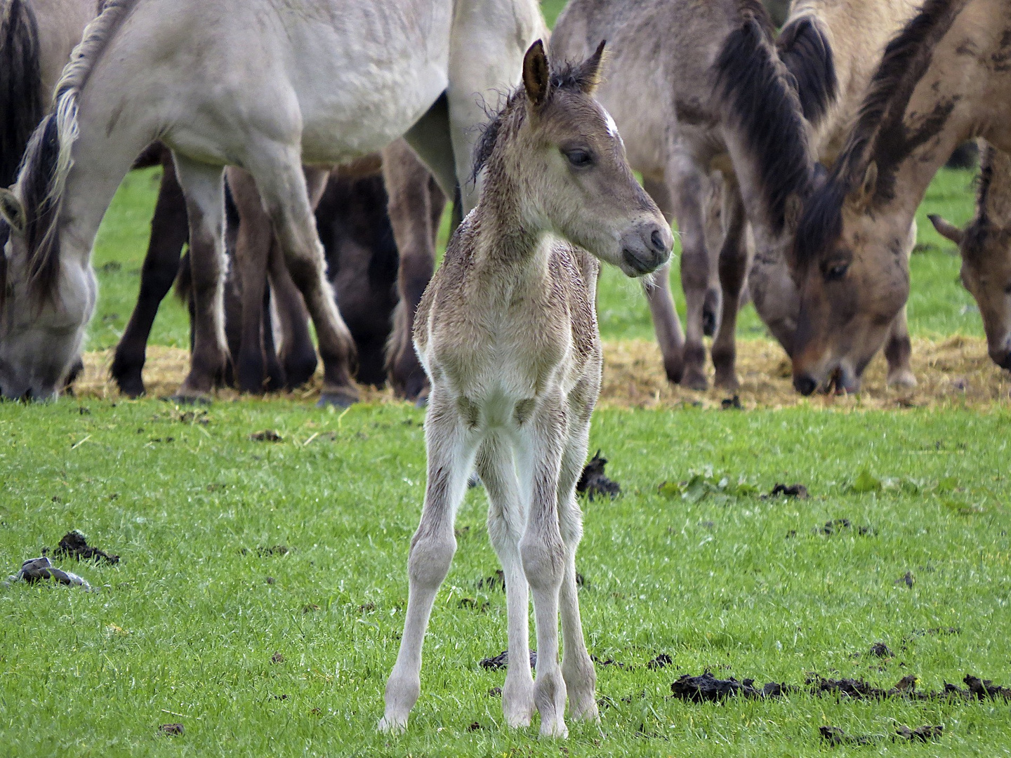 Dülmener Wildpferde