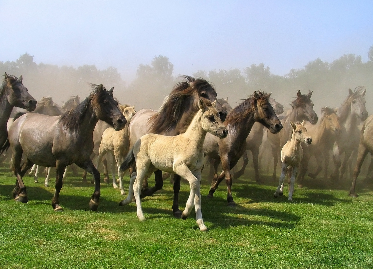 Dülmener Wildpferde