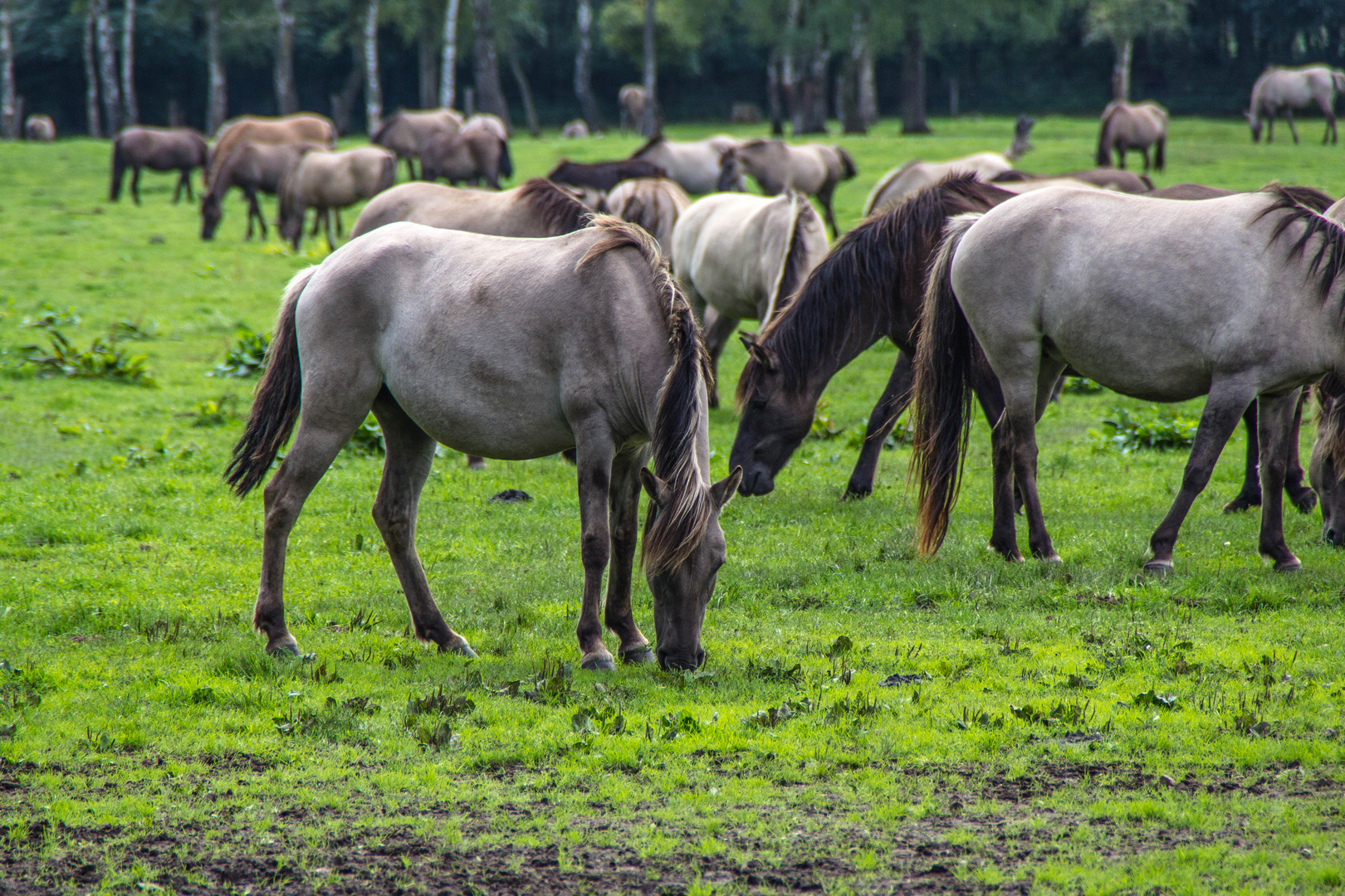 Dülmener Wildpferde