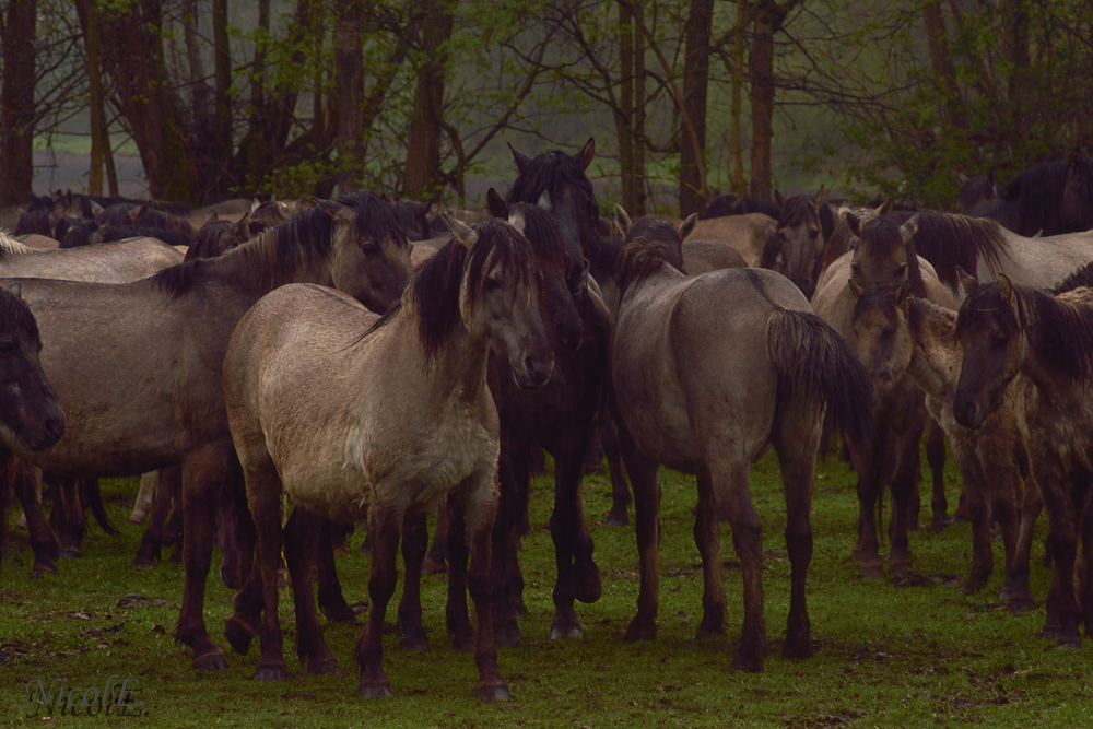 Dülmener Wildpferde 