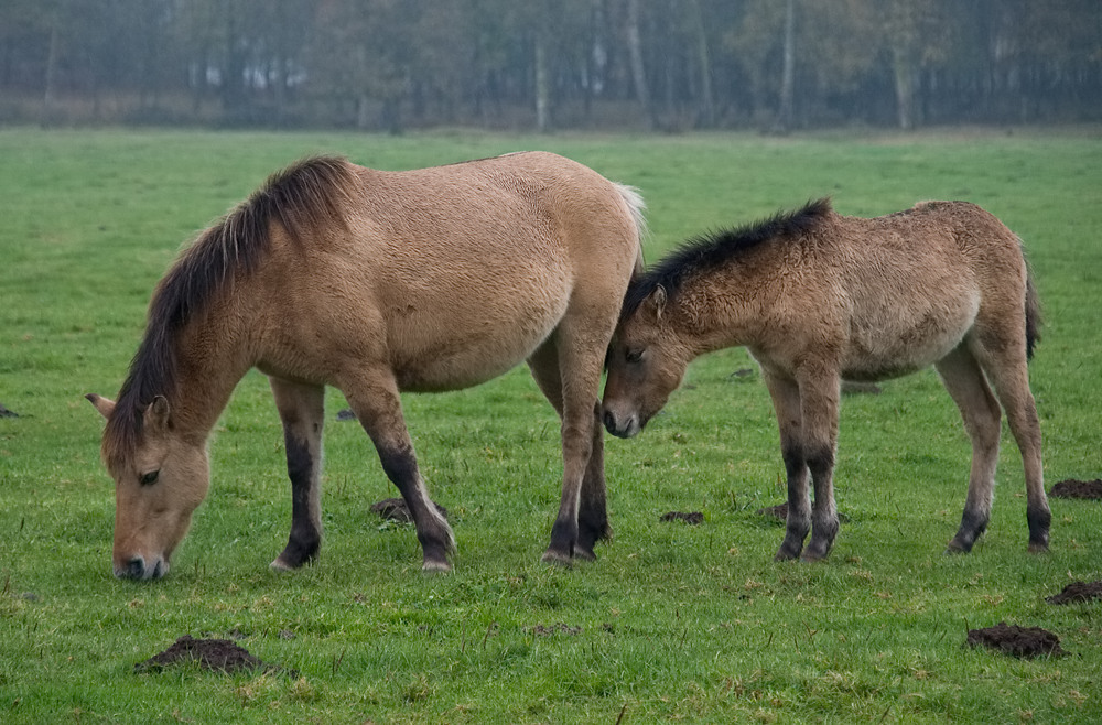 Dülmener Wildpferde