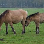 Dülmener Wildpferde