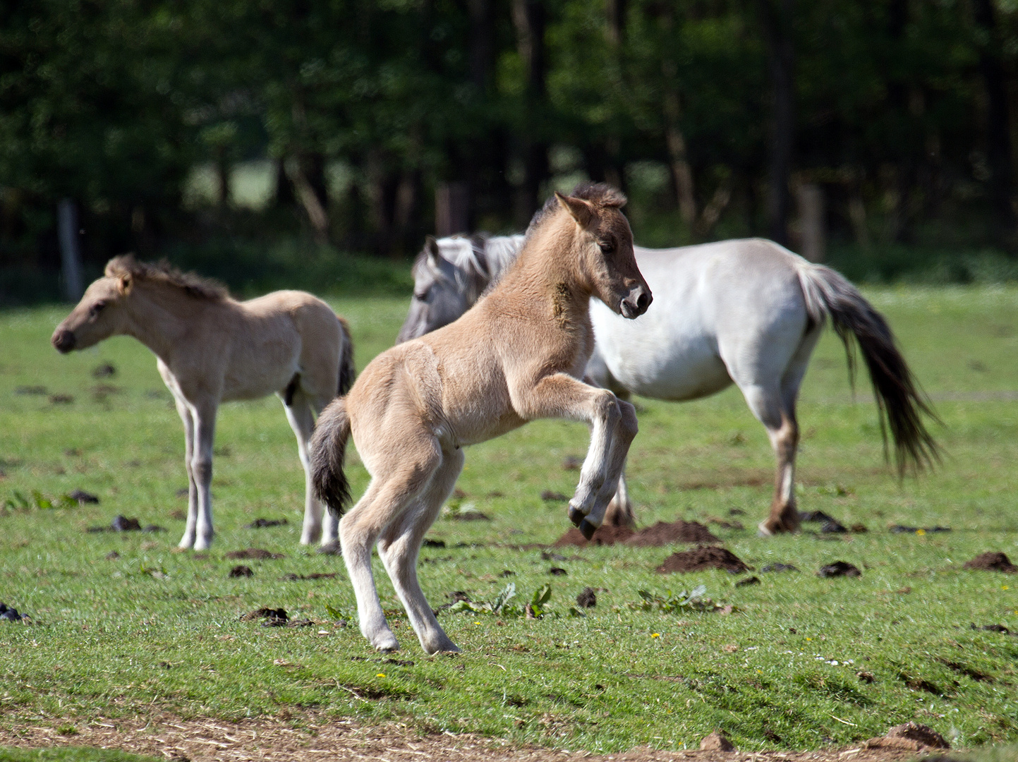 Dülmener Wildpferde