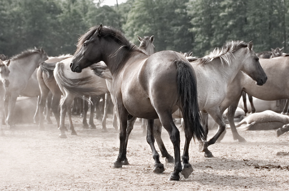 Dülmener Wildpferde II