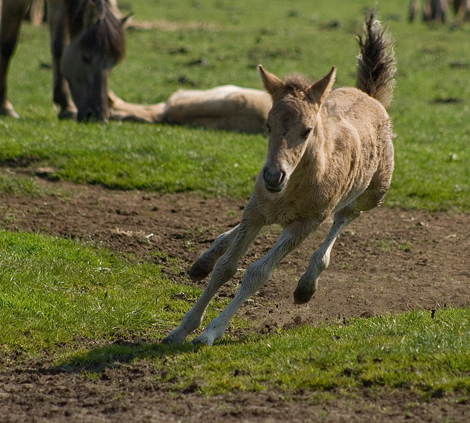 Dülmener Wildpferde II.