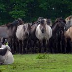 Dülmener Wildpferde im Merfelder Bruch