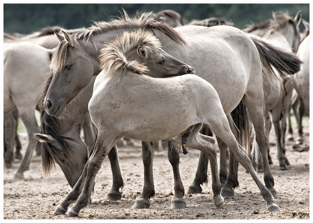 Dülmener Wildpferde V