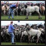 Dülmener Wildpferdefang Mai 2006 No. 06