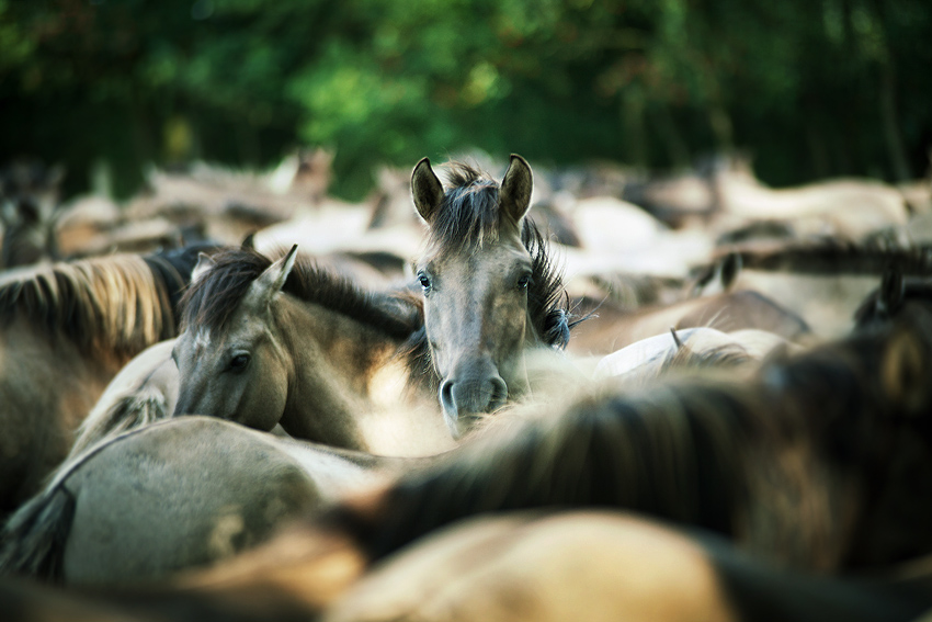 Dülmener Wildpferdeherde