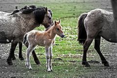 Dülmener Wildpferdfohlen