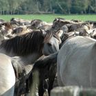 Dülmner Wildpferde