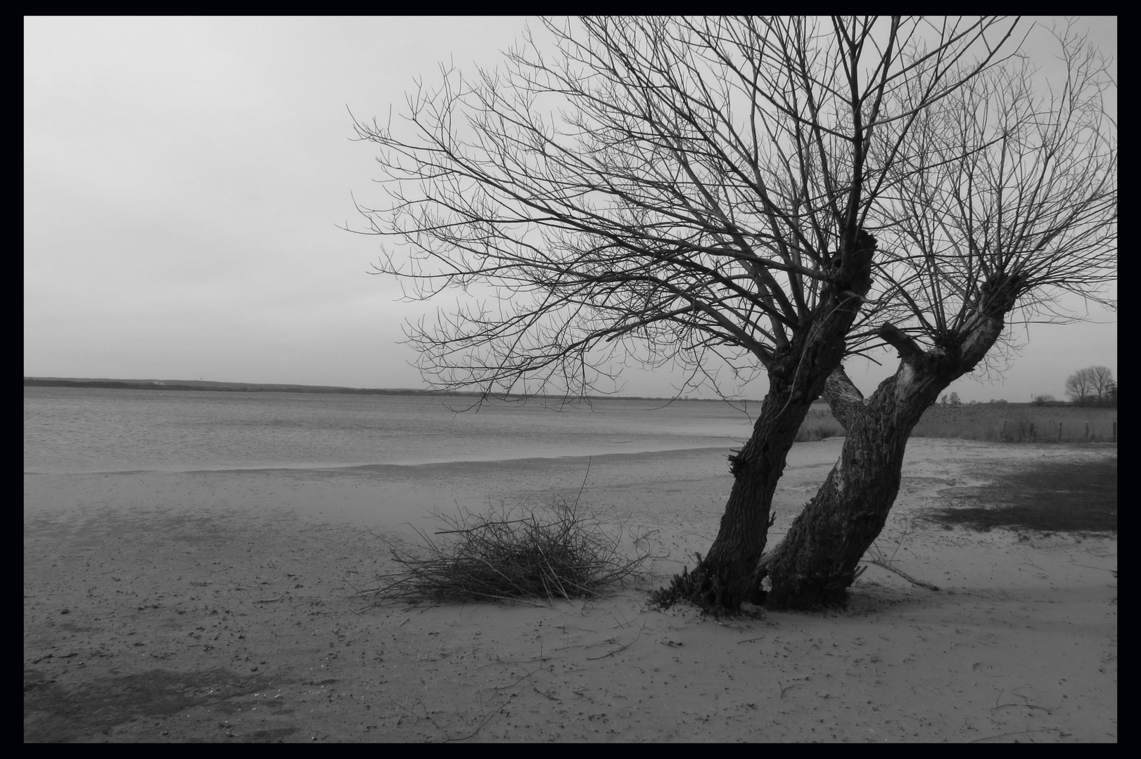 Dümmer Baum