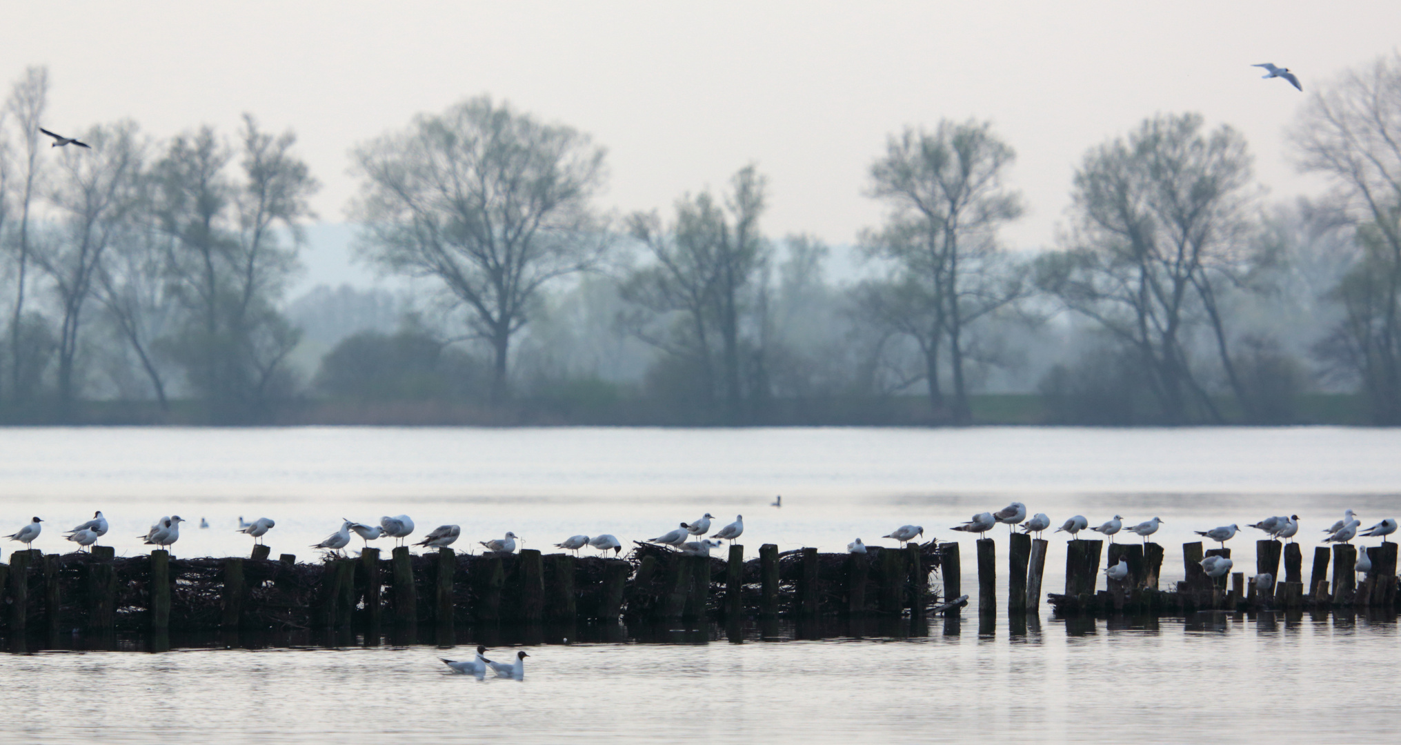 Dümmer See (II)