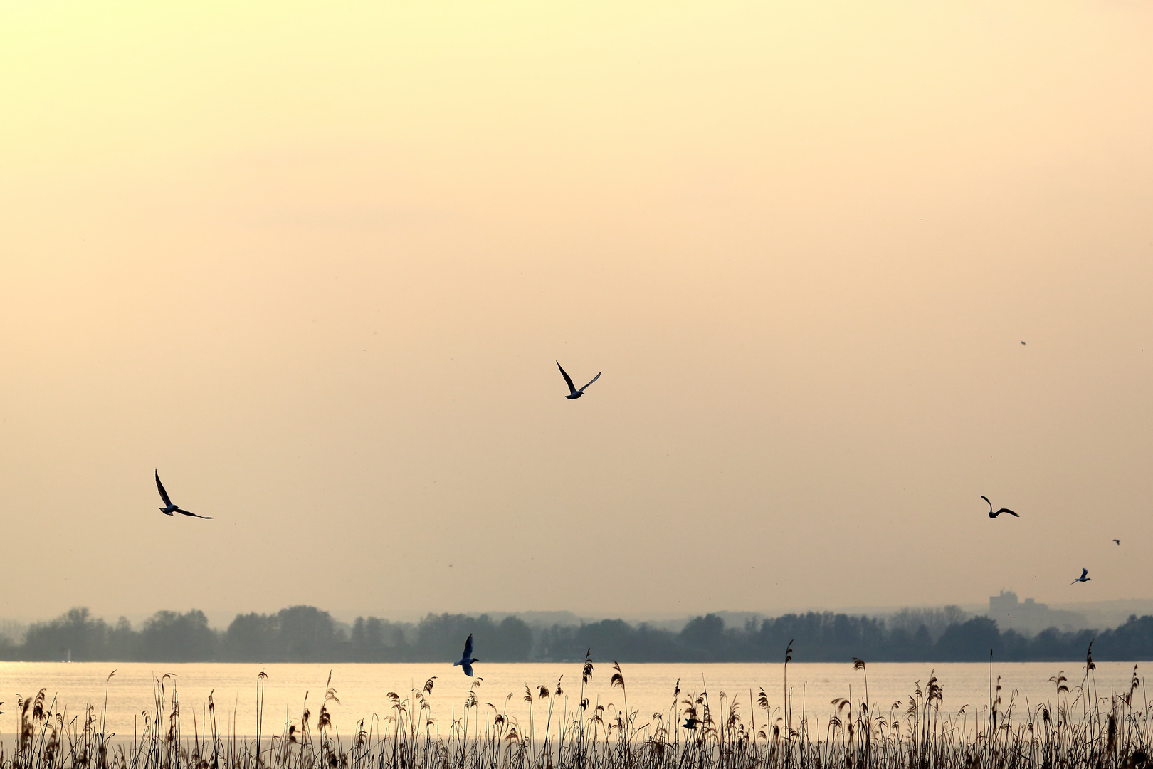 Dümmer See (III)