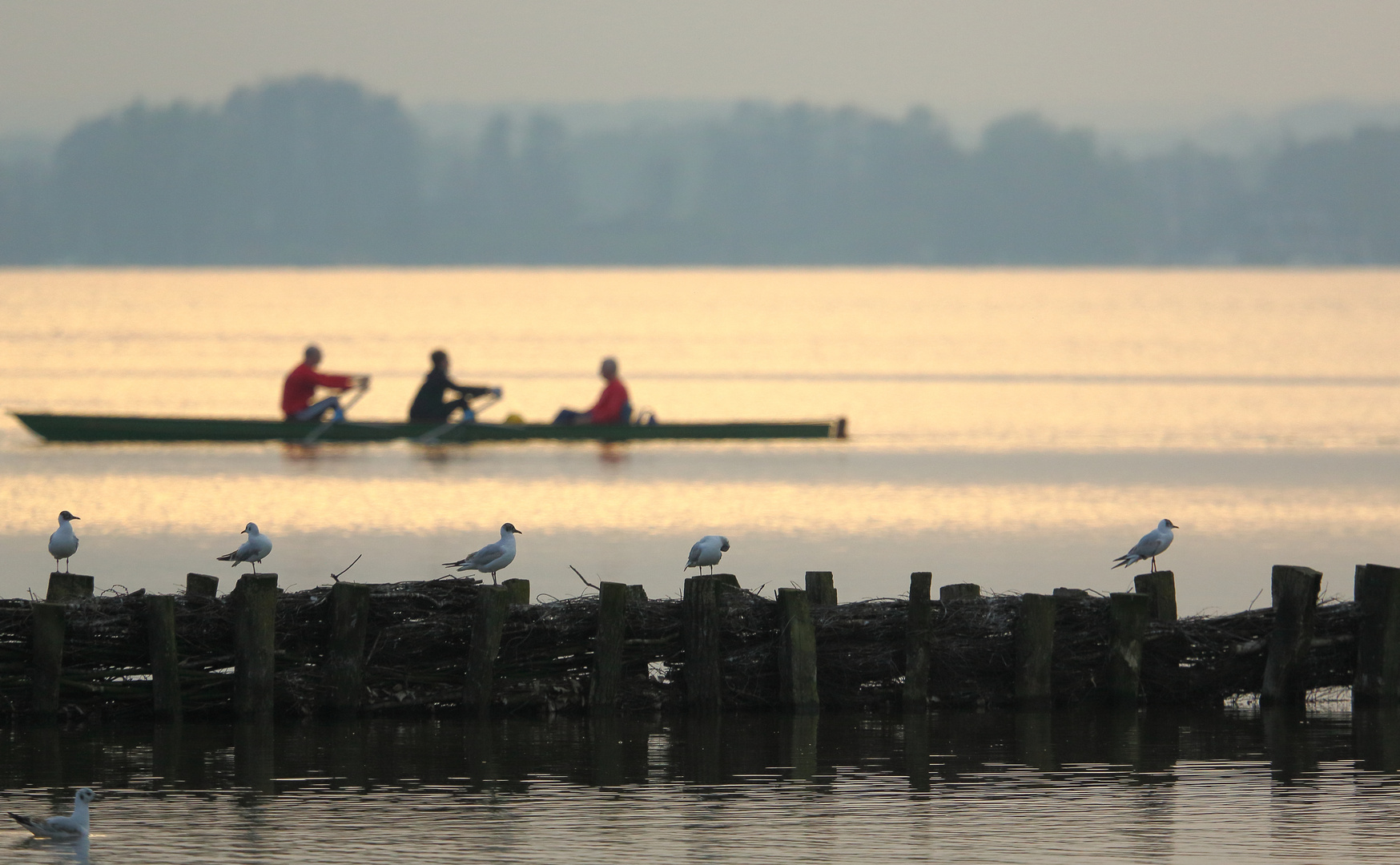 Dümmer See (V)