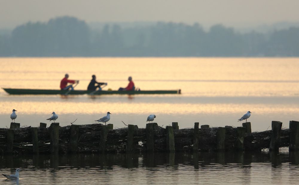 Dümmer See (V)