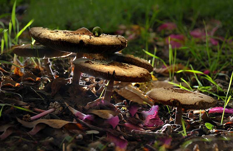 Duendes en primavera