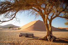 Düne 45 in der Nähe von Sesriem / Sossusvlei (Namibia)