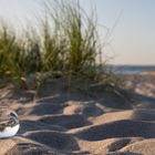 Düne am Strand