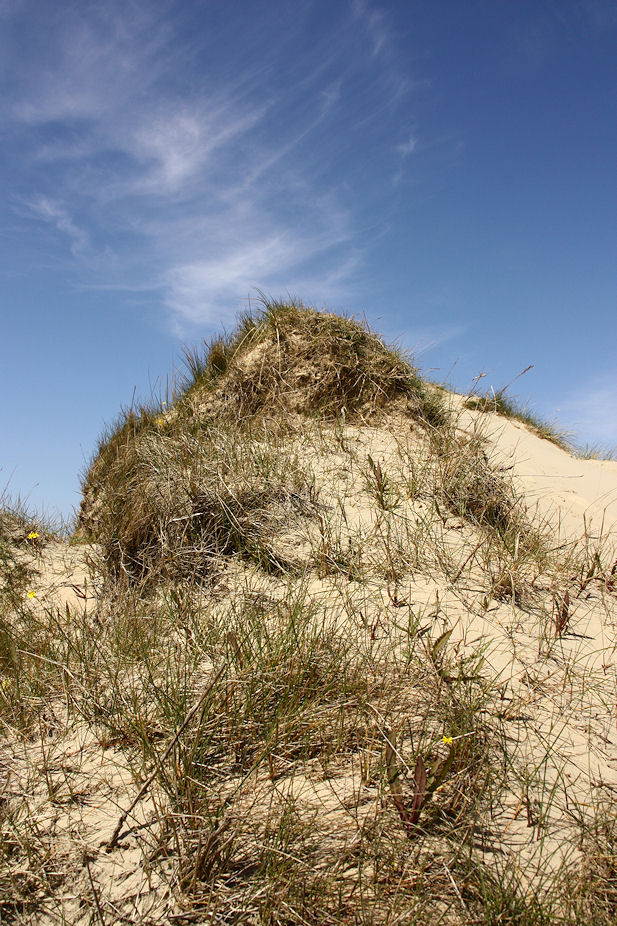 Düne an der Nordsee