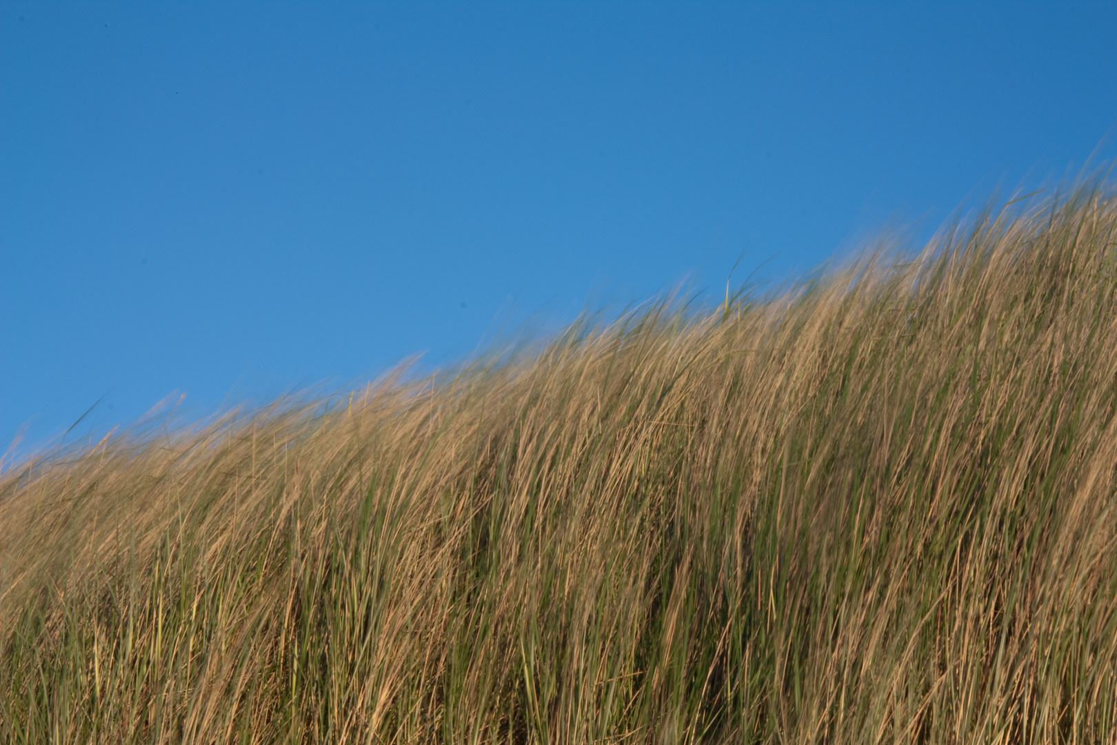 Düne auf Ameland