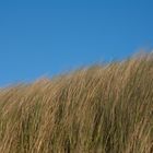 Düne auf Ameland