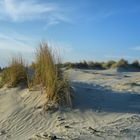 Düne auf Borkum