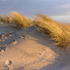 Düne auf Borkum