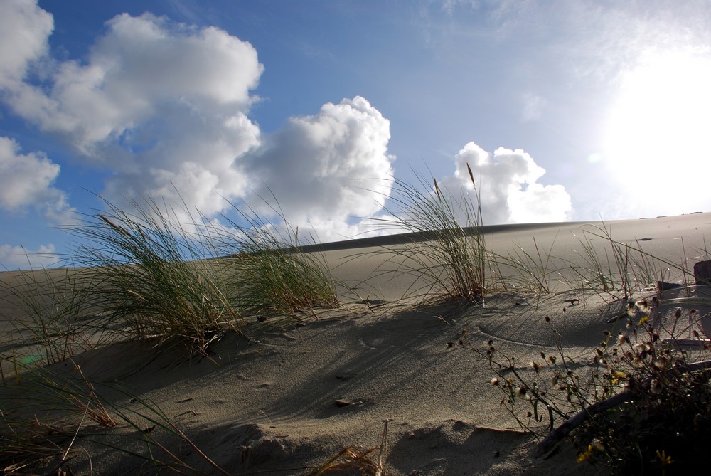 Düne auf der Kurischen Nehrung