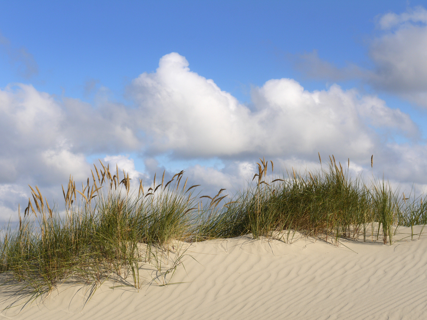 Düne auf Juist