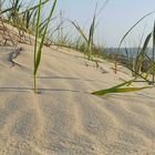 Düne auf Langeoog 2011