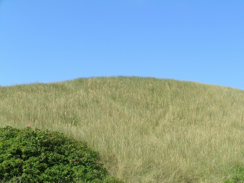 Düne auf Sylt