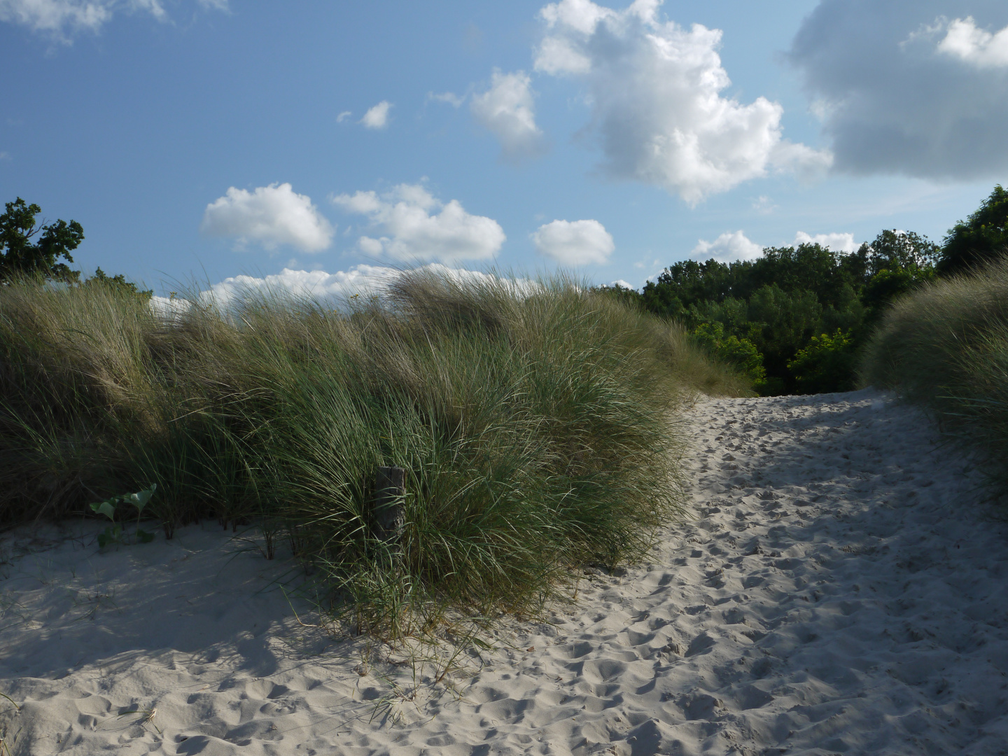 Düne auf Usedom bei Koserow