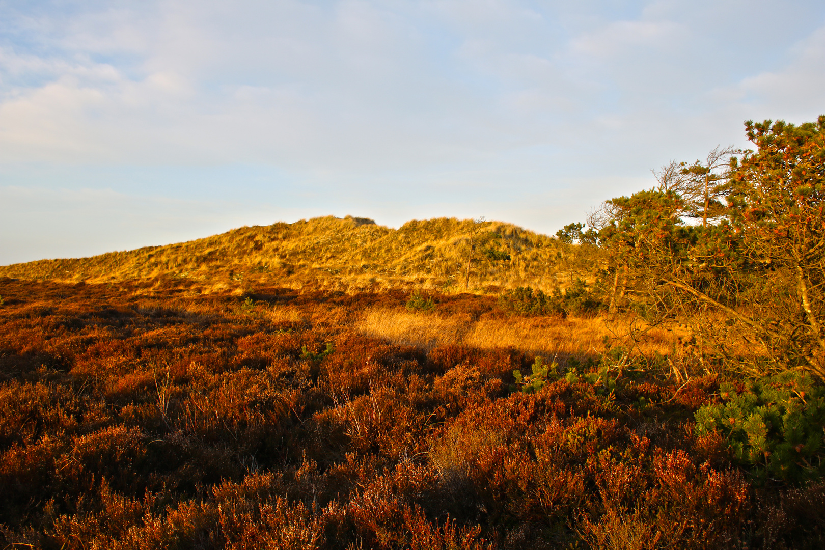 Düne bei Spidsbjerg, Römö