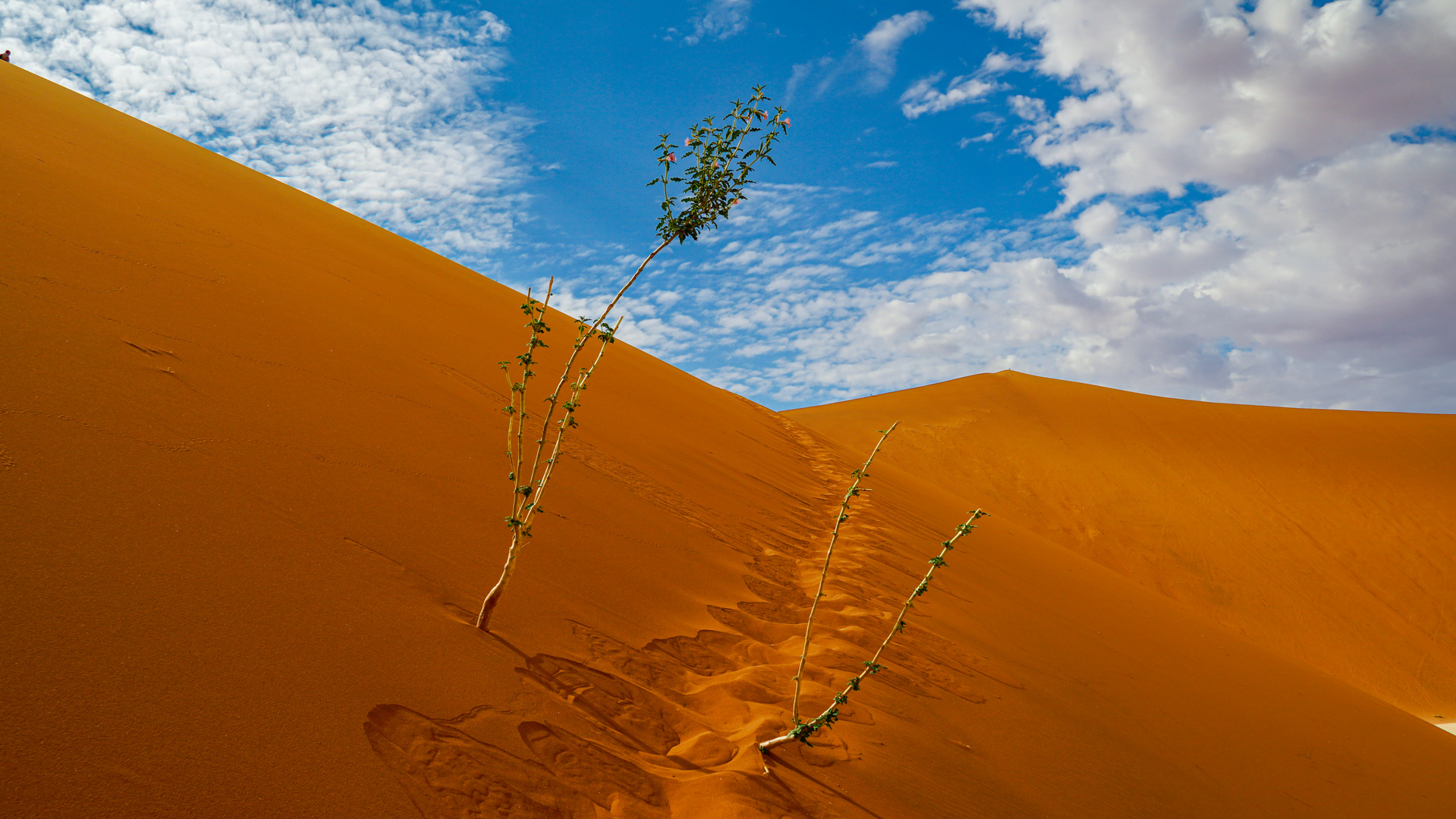 Düne Big Daddy, Namibia