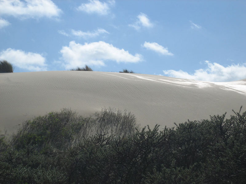 Düne in Belgien