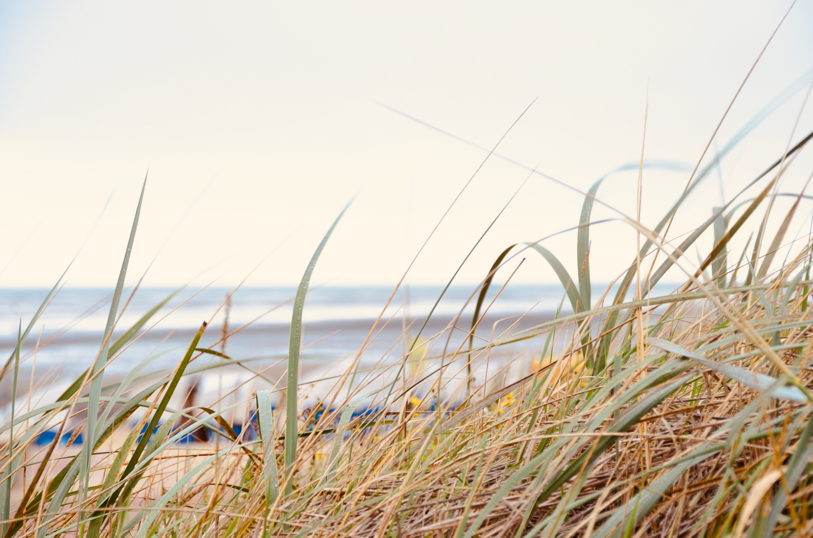 Düne in Cuxhaven 