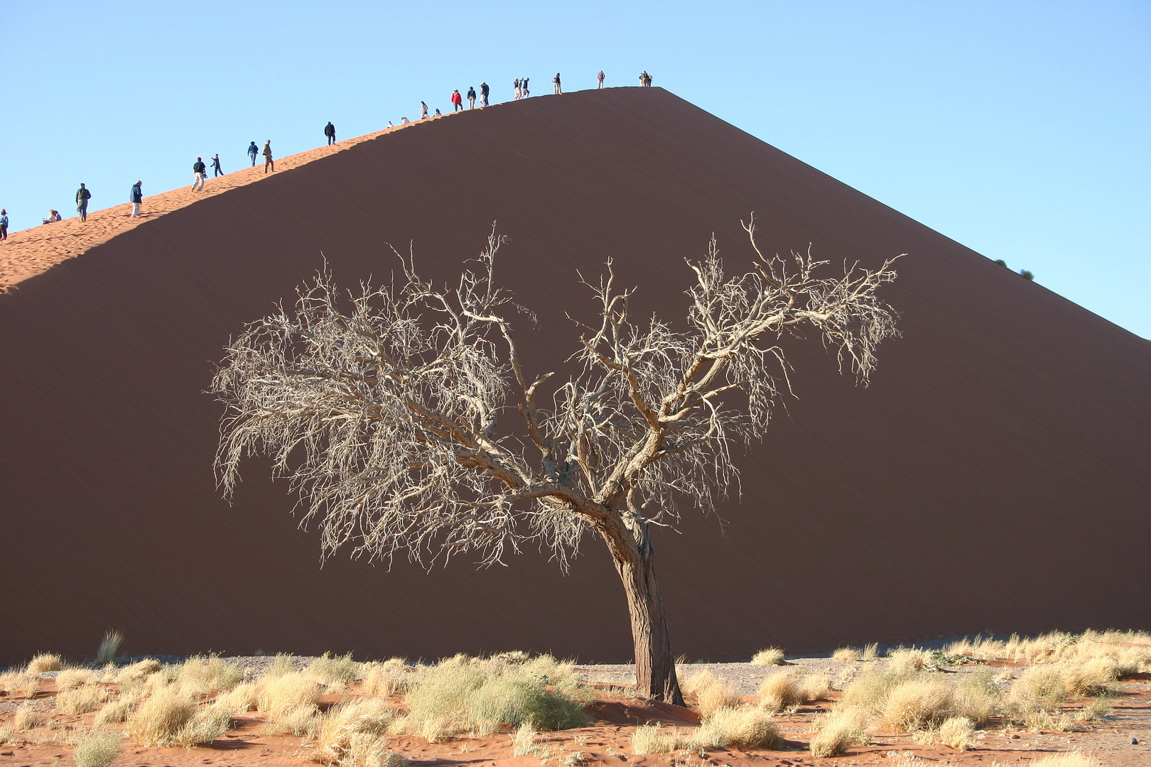 Düne in der Namib