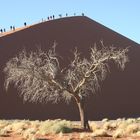 Düne in der Namib