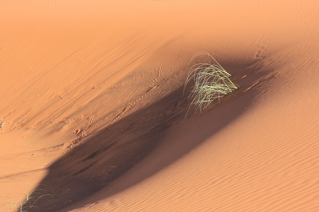 Düne in der Sahara