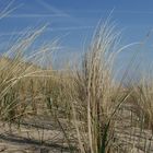 Düne in Egmond aan Zee